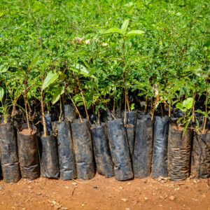Baumsetzlinge für das Klimaschutzprojekt